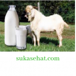 Fakta yang Menyebabkan Susu Kambing Lebih Baik daripada Susu Sapi