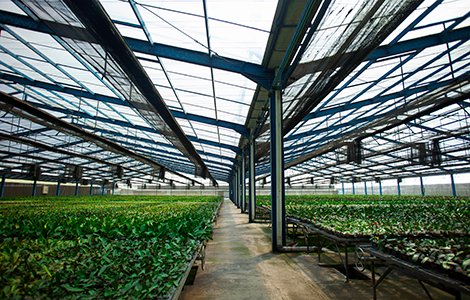 Ekakarya: Produsen Tanaman Anggrek Bulan Terbesar di Indonesia